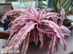 姬凤梨的繁殖方法