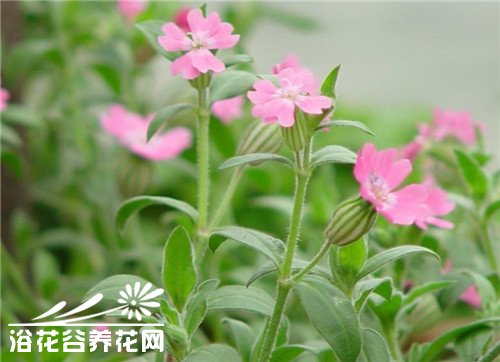 高雪轮繁殖方法