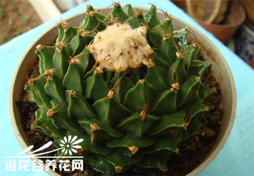 帝冠的繁殖方法