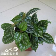 冷水花的扦插繁殖方法