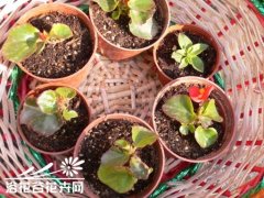 四季海棠繁殖方法
