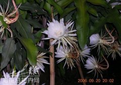 昙花的繁殖方法