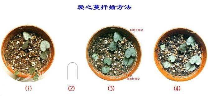 爱之蔓平卧扦插法(图解)