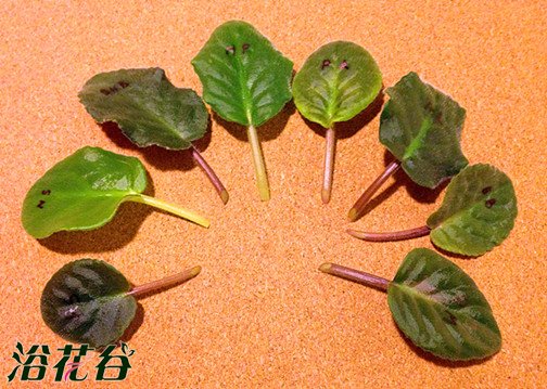 <a href='https://www.861230.com/guanhuazhiwu/6747.html' target='_blank'><u>丽格海棠</u></a>扦插之叶片和枝条扦插