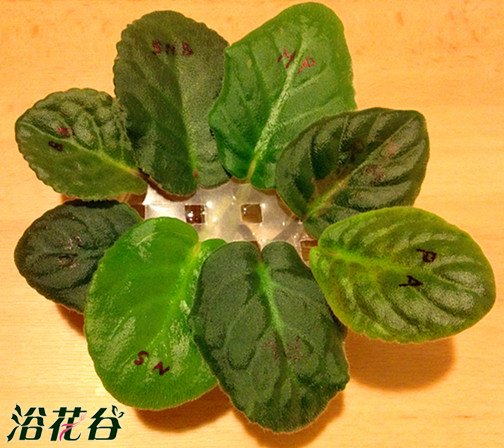 <a href='https://www.861230.com/guanhuazhiwu/6747.html' target='_blank'><u>丽格海棠</u></a>扦插之叶片和枝条扦插