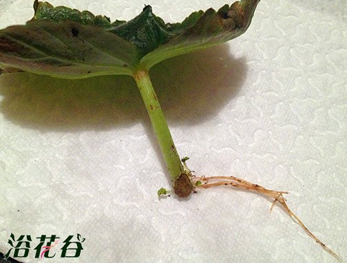 <a href='https://www.861230.com/guanhuazhiwu/6747.html' target='_blank'><u>丽格海棠</u></a>扦插之叶片和枝条扦插