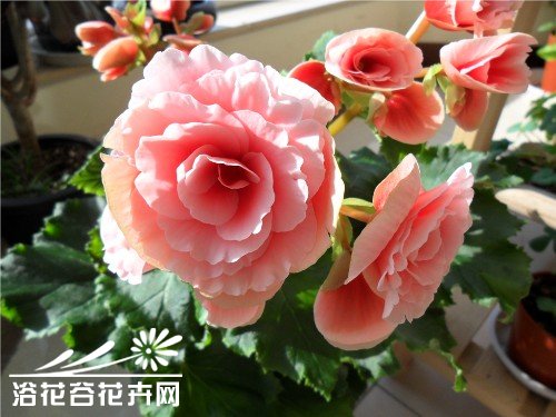 <a href='https://www.861230.com/guanhuazhiwu/6747.html' target='_blank'><u>丽格海棠</u></a>的繁殖方法