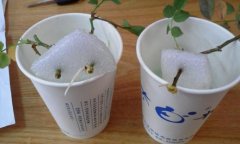 月季水插繁殖方法详解(图)