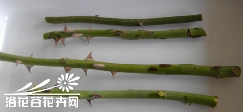 <a href='https://www.861230.com/guanhuazhiwu/44.html' target='_blank'><u>月季</u></a>水插繁殖方法详解(图)