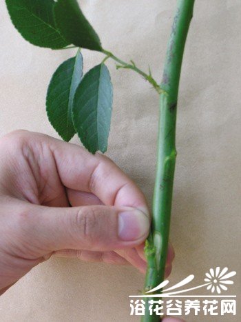 <a href='https://www.861230.com/guanhuazhiwu/44.html' target='_blank'><u>月季</u></a>嫁接技术