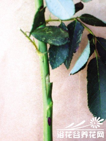 <a href='https://www.861230.com/guanhuazhiwu/44.html' target='_blank'><u>月季</u></a>嫁接技术