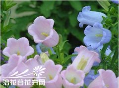 一年生花卉的繁殖方法