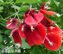 刺桐的繁殖栽培方法