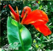 红蕉的繁殖管理