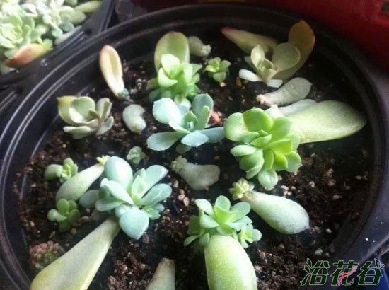 多肉植物叶片繁殖心得