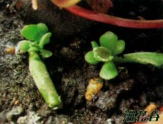 筒叶花月繁殖(图文详解)