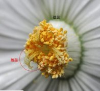 番杏科播种(基础要点)