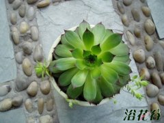 长生草繁殖
