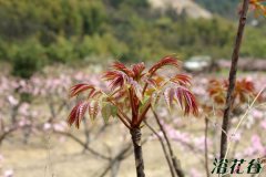 香椿树繁殖(四种方法)