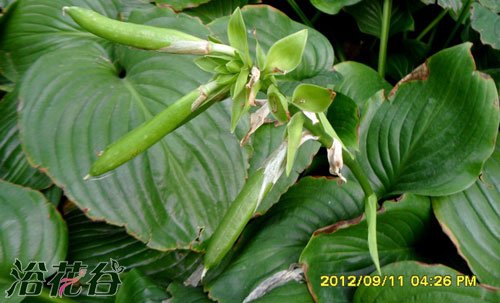 <a href='https://www.861230.com/guanhuazhiwu/6750.html' target='_blank'><u>玉簪花</u></a>种子播种方法(图)