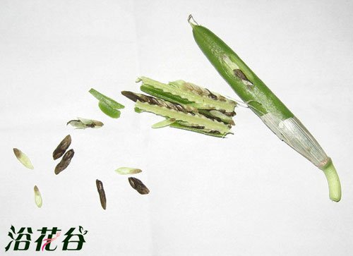 <a href='https://www.861230.com/guanhuazhiwu/6750.html' target='_blank'><u>玉簪花</u></a>种子播种方法(图)