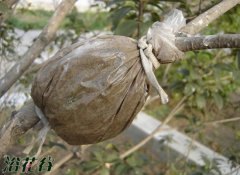 桑叶牡丹的繁殖方法