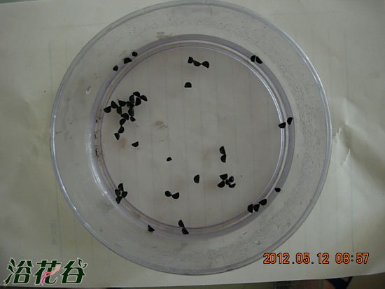 风雨兰播种另类方法水漂法（图文）
