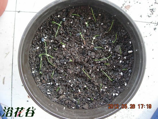 风雨兰播种另类方法水漂法（图文）