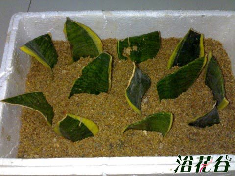 虎尾兰如何繁殖
