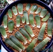 玉露叶插(图文教程)