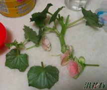 丽格海棠扦插(图)