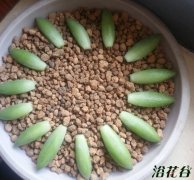 千佛手繁殖方法