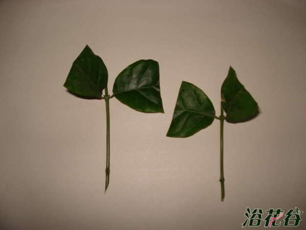<a href='https://www.861230.com/guanhuazhiwu/10.html' target='_blank'><u>茉莉</u></a>扦插技术(图文)