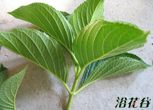 <a href='https://www.861230.com/guanhuazhiwu/6723.html' target='_blank'><u>八仙花</u></a>扦插方法