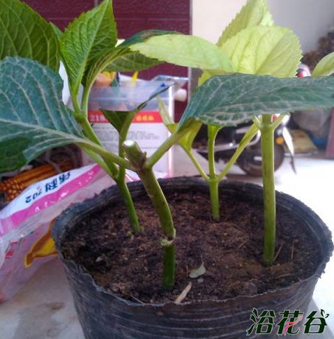 <a href='https://www.861230.com/guanhuazhiwu/6639.html' target='_blank'><u>绣球花</u></a>的繁殖方法(图)