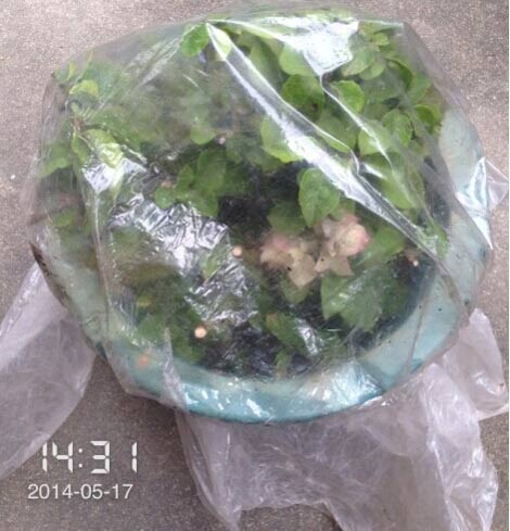 三角<a href='https://www.861230.com/guanhuazhiwu/9.html' target='_blank'><u>梅</u></a>扦插(成活率100%的经历)