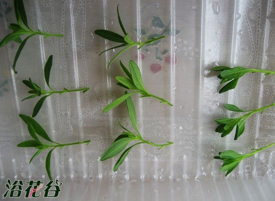 百万小铃扦插(图文实例)