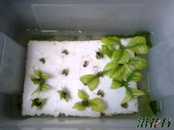 <a href='https://www.861230.com/guanhuazhiwu/11.html' target='_blank'><u>栀子花</u></a>水插生根后移栽