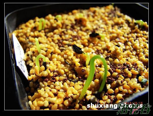 大苍角殿播种方法