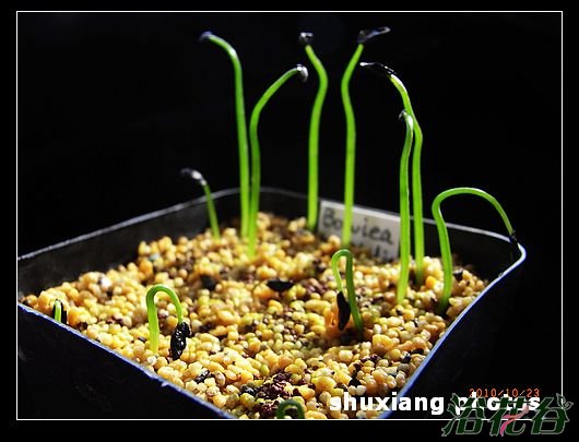 大苍角殿播种方法