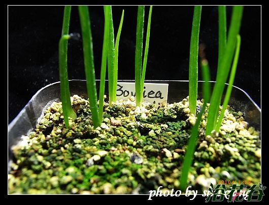 大苍角殿播种方法