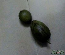 发财树播种方法(图)