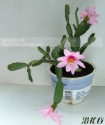 落花之舞何时繁殖