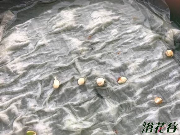 樱桃种子催芽