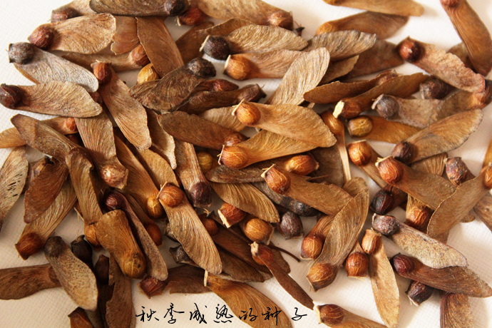 鸡爪槭