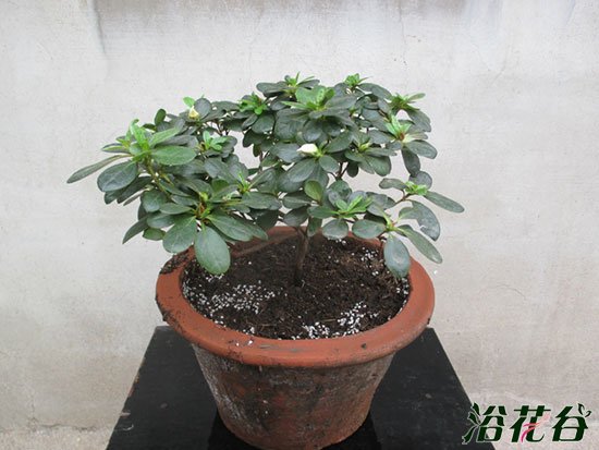 <a href='https://www.861230.com/guanhuazhiwu/31.html' target='_blank'><u>杜鹃花</u></a>