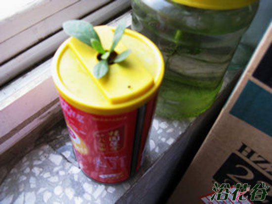 <a href='https://www.861230.com/guanhuazhiwu/31.html' target='_blank'><u>杜鹃花</u></a>水插