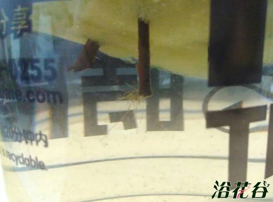 <a href='https://www.861230.com/guanhuazhiwu/31.html' target='_blank'><u>杜鹃花</u></a>水插