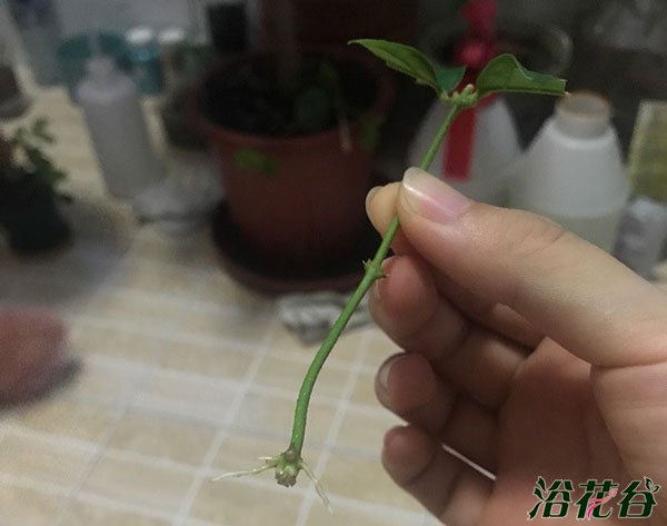 水培生根后转土培的方法（图）