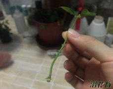 水培生根后转土培的方法（图）